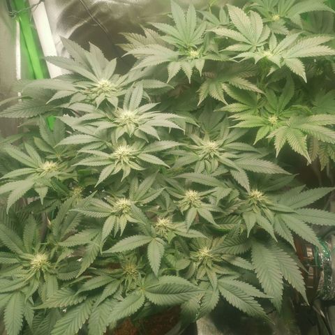 Unbekannte #2 & #3 growlog timeline photo