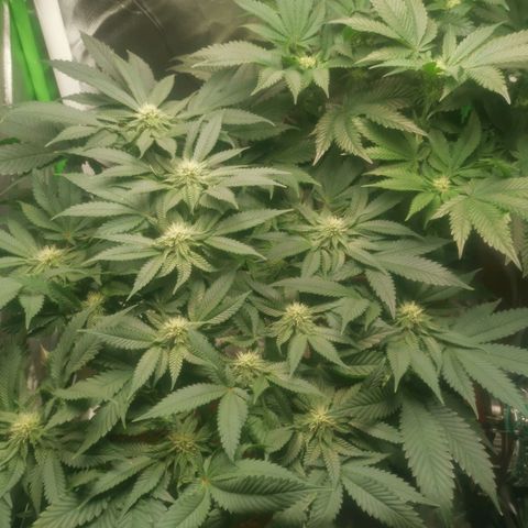Unbekannte #2 & #3 growlog timeline photo
