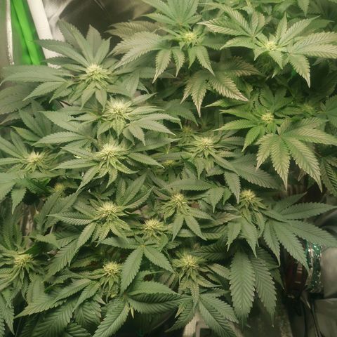 Unbekannte #2 & #3 growlog timeline photo