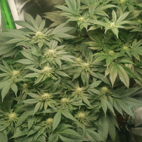 Unbekannte #2 & #3 growlog timeline photo