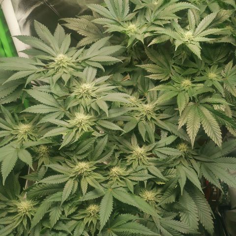 Unbekannte #2 & #3 growlog timeline photo