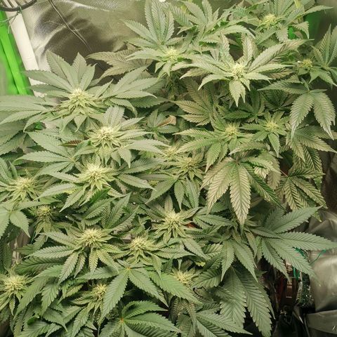 Unbekannte #2 & #3 growlog timeline photo