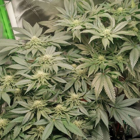 Unbekannte #2 & #3 growlog timeline photo
