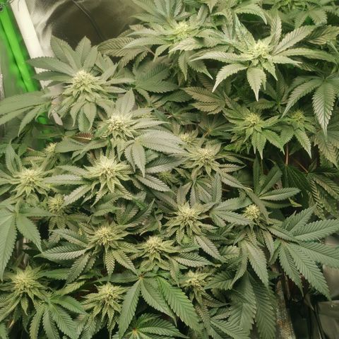 Unbekannte #2 & #3 growlog timeline photo