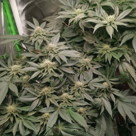 Unbekannte #2 & #3 growlog timeline photo