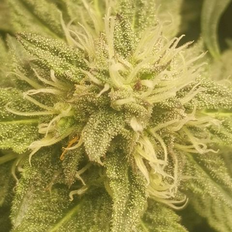Unbekannte #2 & #3 growlog timeline photo