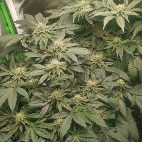 Unbekannte #2 & #3 growlog timeline photo