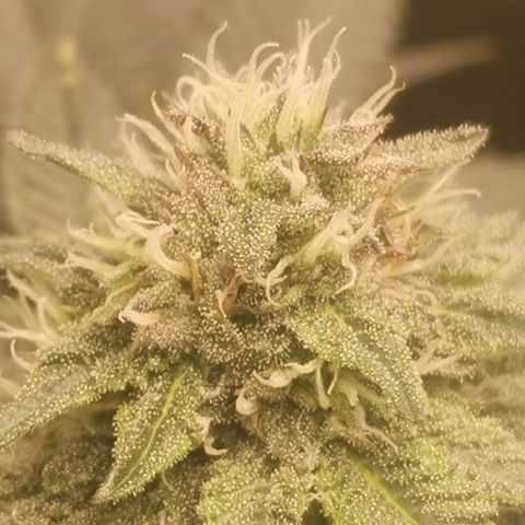 Unbekannte #2 & #3 growlog timeline photo