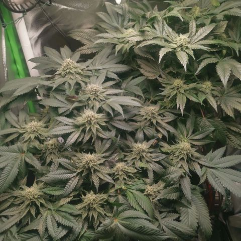 Unbekannte #2 & #3 growlog timeline photo