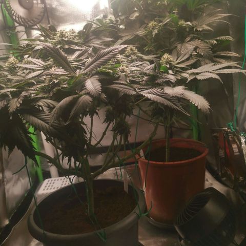 Unbekannte #2 & #3 growlog timeline photo