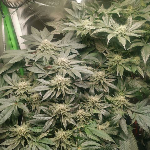 Unbekannte #2 & #3 growlog timeline photo