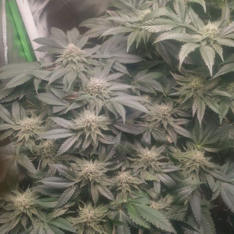 Unbekannte #2 & #3 growlog timeline photo