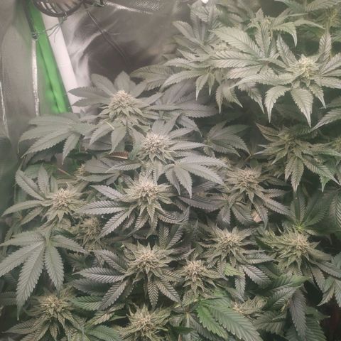 Unbekannte #2 & #3 growlog timeline photo