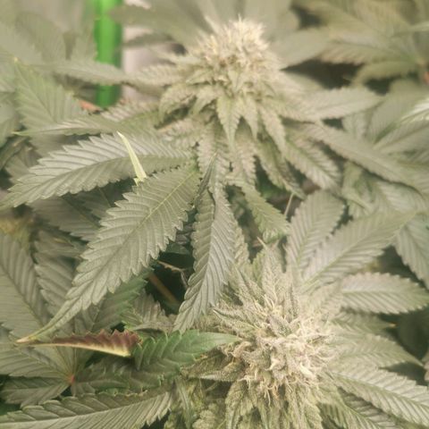 Unbekannte #2 & #3 growlog timeline photo