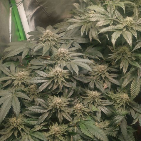 Unbekannte #2 & #3 growlog timeline photo