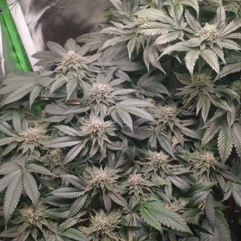 Unbekannte #2 & #3 growlog timeline photo