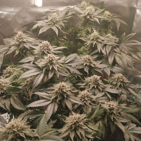Unbekannte #2 & #3 growlog timeline photo