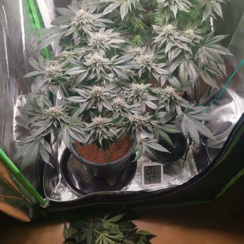 Unbekannte #2 & #3 growlog timeline photo