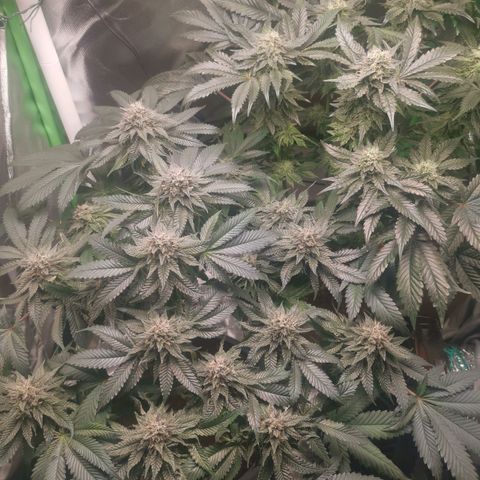 Unbekannte #2 & #3 growlog timeline photo