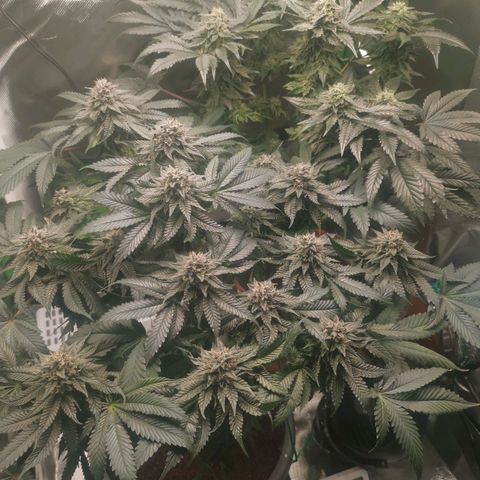 Unbekannte #2 & #3 growlog timeline photo