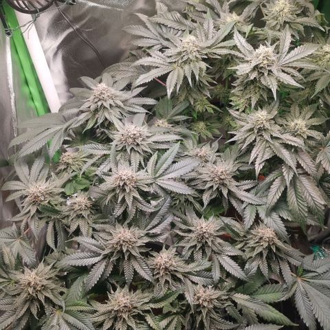 Unbekannte #2 & #3 growlog timeline photo