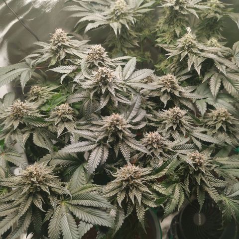 Unbekannte #2 & #3 growlog timeline photo