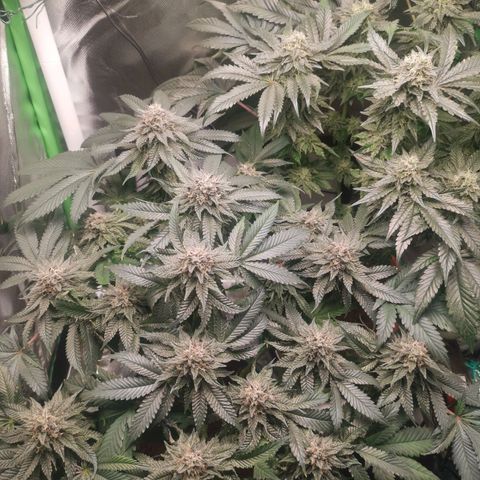 Unbekannte #2 & #3 growlog timeline photo