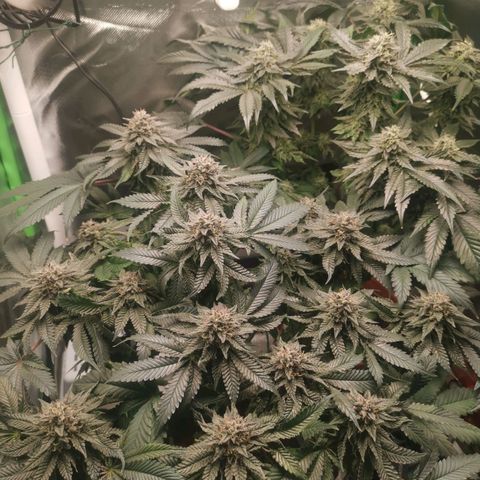 Unbekannte #2 & #3 growlog timeline photo
