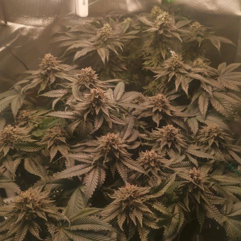 Unbekannte #2 & #3 growlog timeline photo