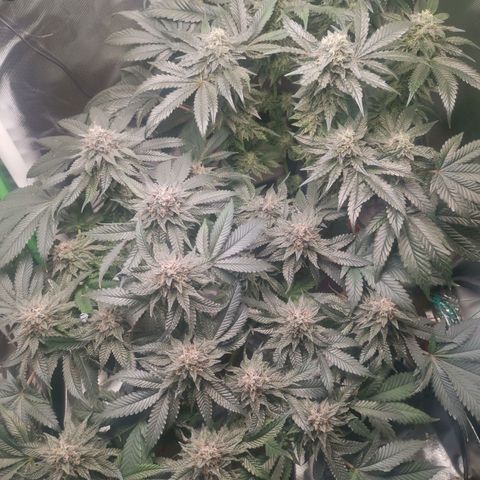 Unbekannte #2 & #3 growlog timeline photo
