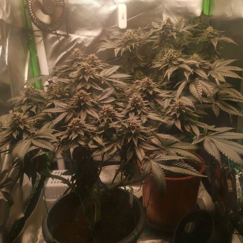 Unbekannte #2 & #3 growlog timeline photo