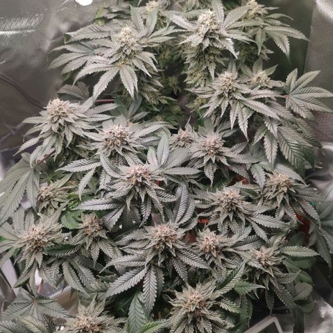 Unbekannte #2 & #3 growlog timeline photo