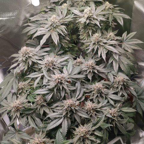 Unbekannte #2 & #3 growlog timeline photo