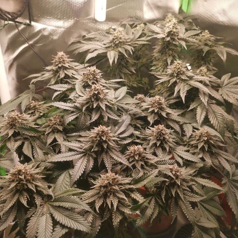 Unbekannte #2 & #3 growlog timeline photo