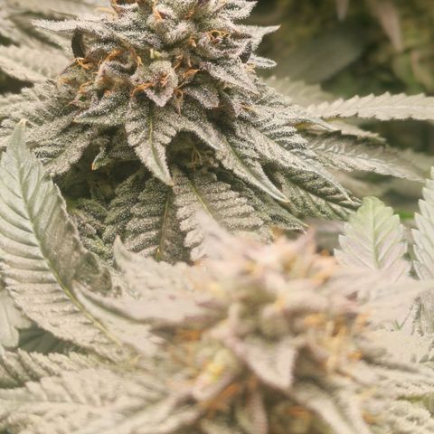 Unbekannte #2 & #3 growlog timeline photo