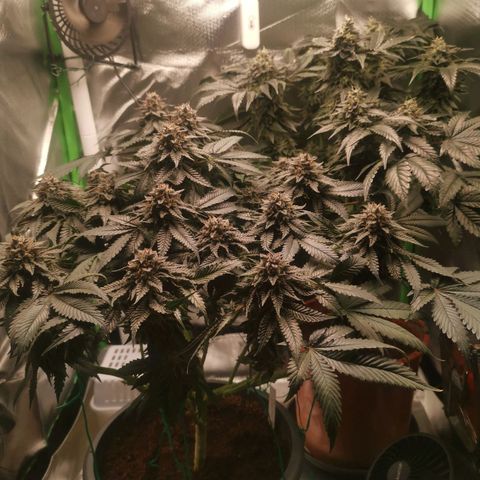 Unbekannte #2 & #3 growlog timeline photo