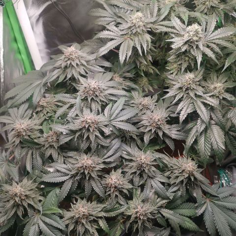 Unbekannte #2 & #3 growlog timeline photo