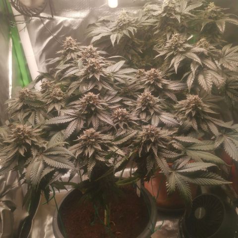 Unbekannte #2 & #3 growlog timeline photo