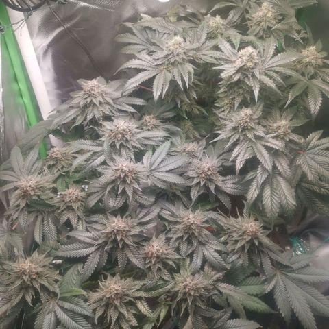 Unbekannte #2 & #3 growlog timeline photo