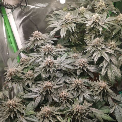 Unbekannte #2 & #3 growlog timeline photo