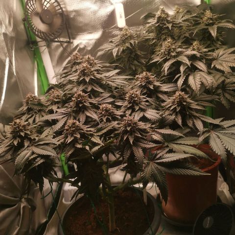 Unbekannte #2 & #3 growlog timeline photo