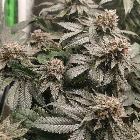 Unbekannte #2 & #3 growlog timeline photo