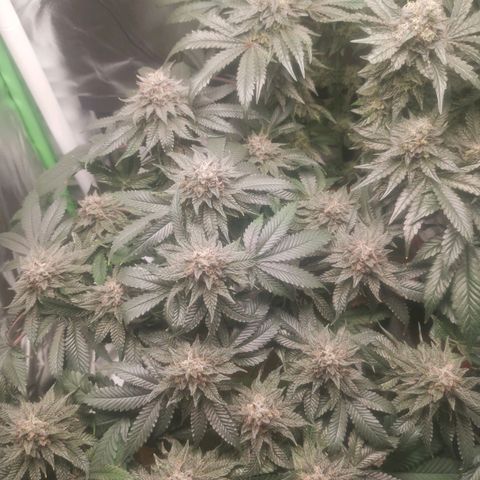 Unbekannte #2 & #3 growlog timeline photo