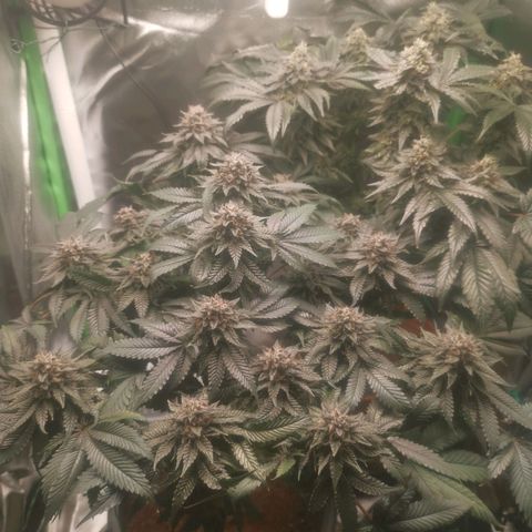 Unbekannte #2 & #3 growlog timeline photo