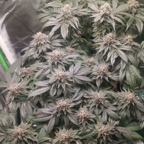 Unbekannte #2 & #3 growlog timeline photo