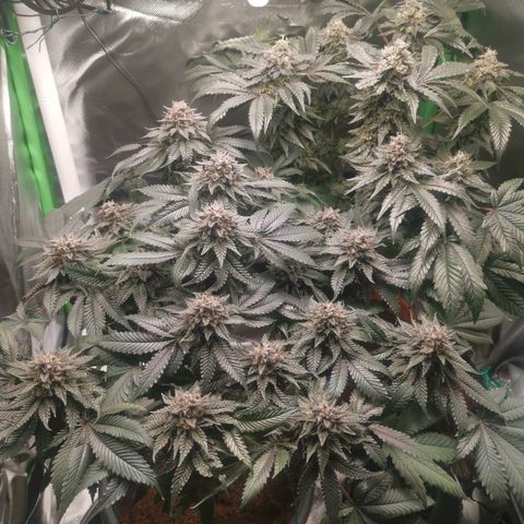 Unbekannte #2 & #3 growlog timeline photo