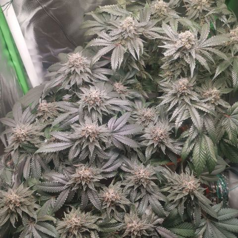 Unbekannte #2 & #3 growlog timeline photo