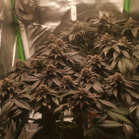 Unbekannte #2 & #3 growlog timeline photo