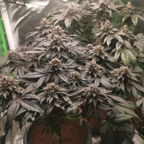 Unbekannte #2 & #3 growlog timeline photo