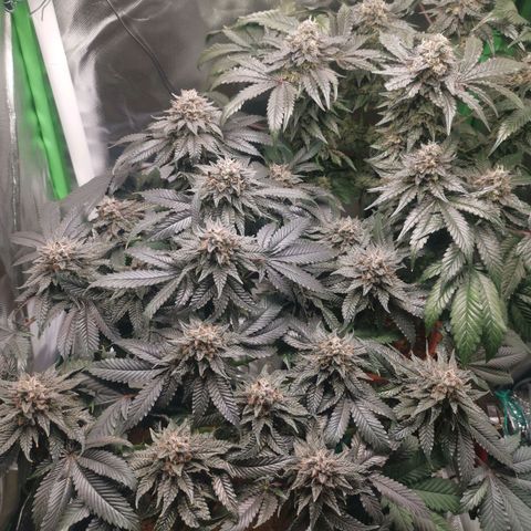 Unbekannte #2 & #3 growlog timeline photo